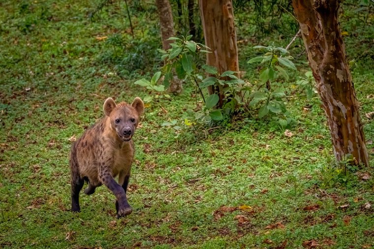 017 Yirga Alem, hyena.jpg